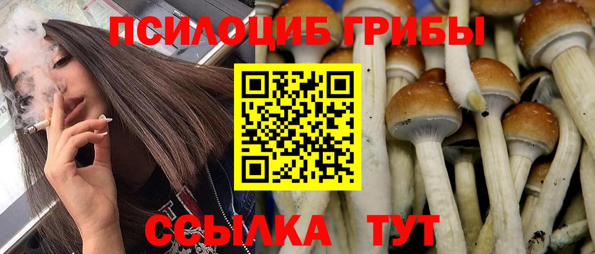 где найти   Псилоцибиновые грибы GOLDEN TEACHER  Вход с VPN  Кохма 